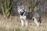 ALASKAN MALAMUTE 871